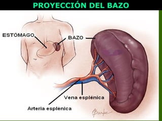 PROYECCIÓN DEL BAZOPROYECCIÓN DEL BAZO
 