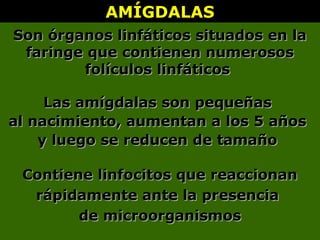 AMÍGDALASAMÍGDALAS
Son órganos linfáticos situados en laSon órganos linfáticos situados en la
faringe que contienen numerososfaringe que contienen numerosos
folículos linfáticosfolículos linfáticos
Las amígdalas son pequeñasLas amígdalas son pequeñas
al nacimiento, aumentan a los 5 añosal nacimiento, aumentan a los 5 años
y luego se reducen de tamañoy luego se reducen de tamaño
Contiene linfocitos que reaccionanContiene linfocitos que reaccionan
rápidamente ante la presenciarápidamente ante la presencia
de microorganismosde microorganismos
 