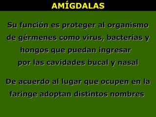 AMÍGDALASAMÍGDALAS
Su función es proteger al organismoSu función es proteger al organismo
de gérmenes como virus, bacterias yde gérmenes como virus, bacterias y
hongos que puedan ingresarhongos que puedan ingresar
por las cavidades bucal y nasalpor las cavidades bucal y nasal
De acuerdo al lugar que ocupen en laDe acuerdo al lugar que ocupen en la
faringe adoptan distintos nombresfaringe adoptan distintos nombres
 