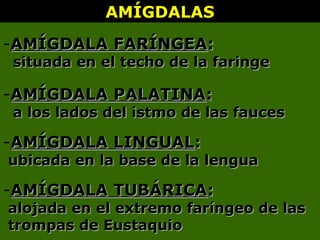 AMÍGDALASAMÍGDALAS
-AMÍGDALA FARÍNGEAAMÍGDALA FARÍNGEA::
situada en el techo de la faringesituada en el techo de la faringe
-AMÍGDALA PALATINAAMÍGDALA PALATINA::
a los lados del istmo de las faucesa los lados del istmo de las fauces
-AMÍGDALA LINGUALAMÍGDALA LINGUAL::
ubicada en la base de la lenguaubicada en la base de la lengua
-AMÍGDALA TUBÁRICAAMÍGDALA TUBÁRICA::
alojada en el extremo faríngeo de lasalojada en el extremo faríngeo de las
trompas de Eustaquiotrompas de Eustaquio
 