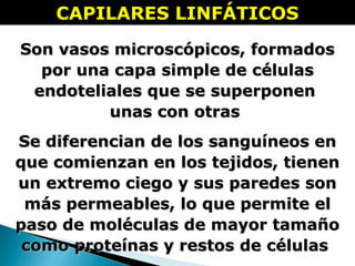 CAPILARES LINFÁTICOSCAPILARES LINFÁTICOS
Son vasos microscópicos, formadosSon vasos microscópicos, formados
por una capa simple de célulaspor una capa simple de células
endoteliales que se superponenendoteliales que se superponen
unas con otrasunas con otras
Se diferencian de los sanguíneos enSe diferencian de los sanguíneos en
que comienzan en los tejidos, tienenque comienzan en los tejidos, tienen
un extremo ciego y sus paredes sonun extremo ciego y sus paredes son
más permeables, lo que permite elmás permeables, lo que permite el
paso de moléculas de mayor tamañopaso de moléculas de mayor tamaño
como proteínas y restos de célulascomo proteínas y restos de células
 