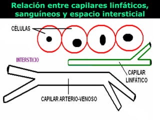 Relación entre capilares linfáticos,Relación entre capilares linfáticos,
sanguíneos y espacio intersticialsanguíneos y espacio intersticial
 