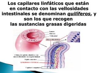 Los capilares linfáticos que estánLos capilares linfáticos que están
en contacto con las vellosidadesen contacto con las vellosidades
intestinales se denominanintestinales se denominan quilíferosquilíferos, y, y
son los que recogenson los que recogen
las sustancias grasas digeridaslas sustancias grasas digeridas
 