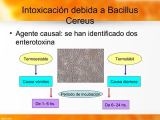 Intoxicación debida a Bacillus
Cereus
• Agente causal: se han identificado dos
enterotoxina
Termoestable Termolábil
Causa vómitos Causa diarreas
Periodo de incubación
De 1- 6 hs. De 6- 24 hs.
 