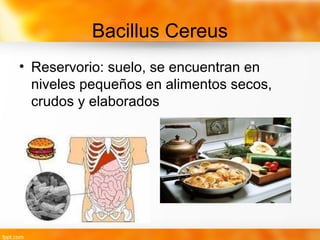 Bacillus Cereus
• Reservorio: suelo, se encuentran en
niveles pequeños en alimentos secos,
crudos y elaborados
 