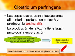 Clostridium perfringens
• Las cepas que causan intoxicaciones
alimentarias pertenecen al tipo A y
producen la toxina alfa
• La producción de la toxina tiene lugar
junto con la esporulación
Células vegetativas ingeridas
con los alimentos (>105
mo//g)
Resisten acidez
del estomago
Pasan al intestino donde crecen, esporulan y liberan la toxina
 