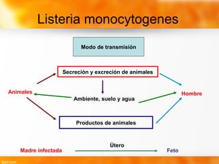 Listeria monocytogenes
Modo de transmisión
Animales Hombre
Secreción y excreción de animales
Ambiente, suelo y agua
Productos de animales
Madre infectada
Útero
Feto
 