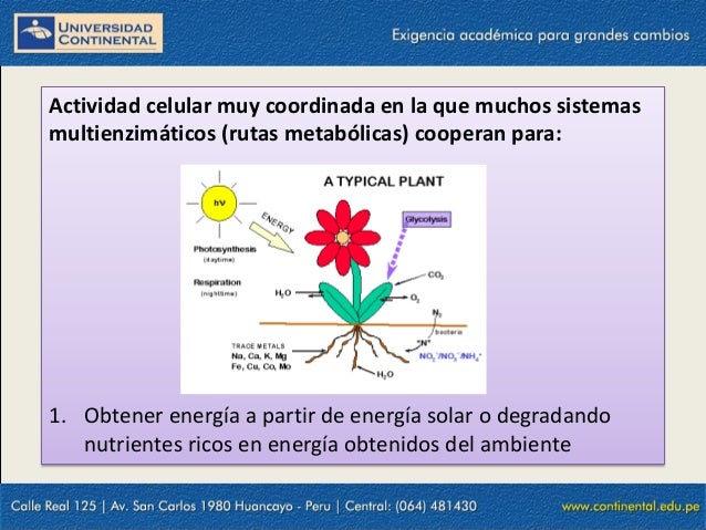 alimentos que aceleran el metabolismo para quemar grasa para Dummies