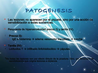 PPAATTOOGGEENNEESSIISS 
 LLaass lleessiioonneess nnoo aappaarreecceenn ppoorr eell ppiiqquueettee,, ssiinnoo ppoorr uunnaa aacccciióónn ddee 
sseennssiibbiilliizzaacciióónn aa eessttaass ssuussttaanncciiaass.. 
 RReessppuueessttaa ddee hhiippeerrsseennssiittiivviiddaadd pprreeccoozz ((II)) yy ttaarrddííaa ((IIVV)).. 
 PPrreeccoozz ((II)):: 
• IIggEE ee hhiissttaammiinnaa  eeddeemmaa vvaassoommoottoorr ttrraannssiittoorriioo  rroonncchhaa 
 TTaarrddííaa ((IIVV)):: 
• LLiinnffoocciittooss TT  iinnffiillttrraaddoo lliinnffoohhiissttiioocciittiiccoo  ppááppuullaass.. 
**NNoo ttooddaass llaass lleessiioonneess ssoonn ppoorr eeffeeccttoo ddiirreeccttoo ddee llaa ppiiccaadduurraa.. SSiinnoo,, ppoorr ffeennóómmeennoo ddee 
sseennssiibbiilliizzaacciióónn qquuee oorriiggiinnaa lleessiioonneess aa ddiissttaanncciiaa.. 
 