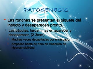 PPAATTOOGGEENNEESSIISS 
 LLaass rroonncchhaass ssee pprreesseennttaann aall ppiiqquueettee ddeell 
iinnsseeccttoo yy ddeessaappaarreecceenn pprroonnttoo.. 
 LLaass ppááppuullaass,, ttaarrddaann mmaass eenn aappaarreecceerr yy 
ddeessaappaarreecceerr,, ((22--33mmmm)) 
 MMuucchhaass vveecceess ddeeccaappiittaaddaass ppoorr eell rraassccaaddoo.. 
 AAmmppoollllaass hhaassttaa ddee 11ccmm eenn RReeaacccciióónn ddee 
hhiippeerrsseennssiibbiilliiddaadd.. 
 