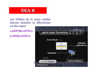 DIA 8
Las Células de la masa celular
interna también se diferencian
en dos capas:
a.HIPOBLASTICA
b.EPIBLASTICA
                                  Surco Neural
                                                      Epiblasto
                                                    (Ectodermo)



                                   Hipoblasto




                 Dr. Carlos Augusto Azañero Inope
                       www.carlosvirtual.com
 