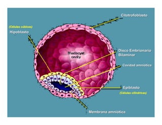 Citotrofoblasto


(Células cúbicas)
(Cé      cú
Hipoblasto




                                                            Disco Embrionario
                                                            Bilaminar

                                                              Cavidad amniótica




                                                              Epiblasto
                                                            (Células cilíndricas)
                                                            (Cé      cilí




                    Dr. Carlos Augusto Azañero Inope
                                           Membrana
                          www.carlosvirtual.com
                                                       amniótica
 