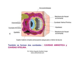 También se forman dos cavidades : CAVIDAD AMNIOTICA y
CAVIDAD VITELINA.
                 Dr. Carlos Augusto Azañero Inope
                       www.carlosvirtual.com
 