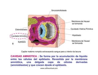 CAVIDAD AMNIOTICA : Se forma por la acumulación de liquido
entre las células del epiblasto. Revestida por la membrana
amniótica, una      delgada         capa de células derivadas
(amnioblastos) y que Dr. Carlos Augusto Azañero Inope
                     crecen desde el epiblasto.
                       www.carlosvirtual.com
 
