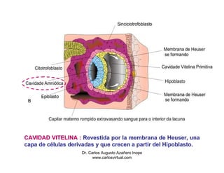 CAVIDAD VITELINA : Revestida por la membrana de Heuser, una
capa de células derivadas y que crecen a partir del Hipoblasto.
                    Dr. Carlos Augusto Azañero Inope
                          www.carlosvirtual.com
 