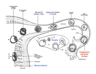 Morula (16       Cigoto de 2 células
                              cé
células: 3 día)
           dí         (1 1/2 día)
                             dí




                          Ovario




                                        Fertilización
                                        Fertilizació
                                         del Ovulo
                                          (0 días)
                                              dí




Dr. Carlos Augusto Azañero Inope
Mucosa Uterina
      www.carlosvirtual.com
 