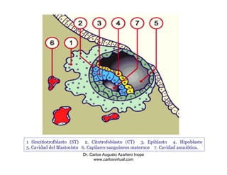 1 Sincitiotrofblasto (ST) 2. Citotrofoblasto (CT) 3. Epiblasto 4. Hipoblasto
5. Cavidad del Blastocisto 6. Capilares sanguíneos maternos 7. Cavidad amniótica.
                          Dr. Carlos Augusto Azañero Inope
                                www.carlosvirtual.com
 