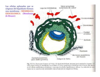 Las células aplanadas que se
originan del hipoblasto forman
una membrana : MEMBRANA
EXOCELOMICA (Membrana
de Heuser)




                                 Dr. Carlos Augusto Azañero Inope
                                       www.carlosvirtual.com
 