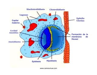 Sincitotrofoblasto       Citotrofoblasto

            Lagunas
                                                                Epitelio
   Capilar                                                      Uterino
   materno


 Cavidad
Amniótica
Amnió
                                                            Formación de la
                                                            membrana    de
                                                            Heuser
Amnioblastos




                      Epiblasto       Hipoblasto

                         Dr. Carlos Augusto Azañero Inope
                               www.carlosvirtual.com
 