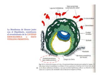 La Membrana de Heuser junto
con el Hipoblasto, constituyen
el revestimiento de la CAVIDAD
EXOCELOMICA           o   SACO
VITELINO PRIMITIVO.




                                 Dr. Carlos Augusto Azañero Inope
                                       www.carlosvirtual.com
 