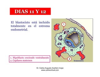 DIAS 11 Y 12

El blastocisto está incluido
totalmente en el estroma
endometrial.




1. Hipoblasto creciendo ventralmente
2. Capilares maternos                                      Endometrio



                        Dr. Carlos Augusto Azañero Inope
                              www.carlosvirtual.com
 