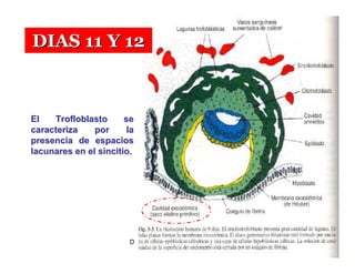 DIAS 11 Y 12



El   Trofloblasto      se
caracteriza    por      la
presencia de espacios
lacunares en el sincitio.




                        Dr. Carlos Augusto Azañero Inope
                              www.carlosvirtual.com
 