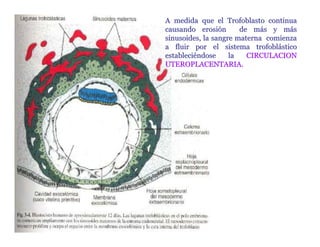 A medida que el Trofoblasto continua
                 causando erosión       de más y más
                 sinusoides, la sangre materna comienza
                 a fluir por el sistema trofoblástico
                 estableciéndose     la   CIRCULACION
                 UTEROPLACENTARIA.




Dr. Carlos Augusto Azañero Inope
      www.carlosvirtual.com
 
