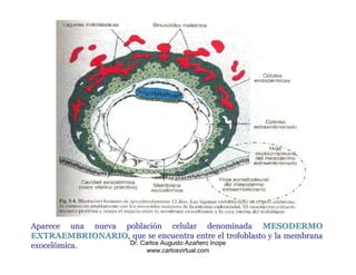 Aparece una nueva población celular denominada MESODERMO
EXTRAEMBRIONARIO, que se encuentra entre el trofoblasto y la membrana
exocelómica.       Dr. Carlos Augusto Azañero Inope
       mica
                           www.carlosvirtual.com
 