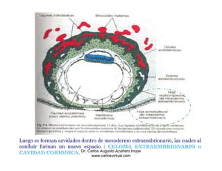 Luego se forman cavidades dentro de mesodermo extraembrionario, las cuales al
confluir forman un nuevo espacio : CELOMA EXTRAEMBRIONARIO o
CAVIDAD CORIONICA. Dr. Carlos Augusto Azañero Inope
                              www.carlosvirtual.com
 