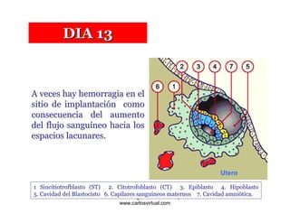 DIA 13



A veces hay hemorragia en el
sitio de implantación como
consecuencia del aumento
del flujo sanguíneo hacia los
espacios lacunares.



                                                                    Utero

1 Sincitiotrofblasto (ST) 2. Citotrofoblasto (CT) 3. Epiblasto 4. Hipoblasto
5. Cavidad del Blastocisto 6. Capilares sanguAzañero Inope
                            Dr. Carlos Augusto
                                               íneos maternos 7. Cavidad amniótica.
                               www.carlosvirtual.com
 