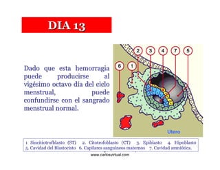 DIA 13


Dado que esta hemorragia
puede      producirse      al
vigésimo octavo día del ciclo
menstrual,            puede
confundirse con el sangrado
menstrual normal.


                                                                    Utero

1 Sincitiotrofblasto (ST) 2. Citotrofoblasto (CT) 3. Epiblasto 4. Hipoblasto
5. Cavidad del Blastocisto 6. Capilares sanguAzañero Inope
                            Dr. Carlos Augusto
                                               íneos maternos 7. Cavidad amniótica.
                               www.carlosvirtual.com
 