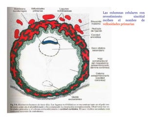Las columnas celulares con
                                   revestimiento         sincitial
                                   reciben    el   nombre      de
                                   vellosidades primarias




Dr. Carlos Augusto Azañero Inope
      www.carlosvirtual.com
 