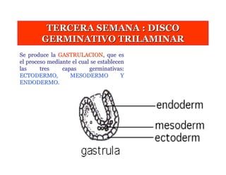 TERCERA SEMANA : DISCO
        GERMINATIVO TRILAMINAR
Se produce la GASTRULACION, que es
el proceso mediante el cual se establecen
las     tres    capas      germinativas:
ECTODERMO,         MESODERMO            Y
ENDODERMO.




                        Dr. Carlos Augusto Azañero Inope
                              www.carlosvirtual.com
 