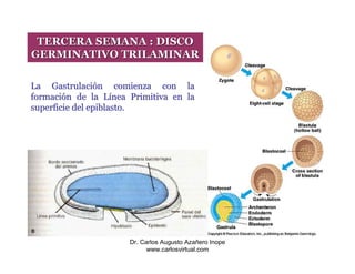 TERCERA SEMANA : DISCO
GERMINATIVO TRILAMINAR

La Gastrulación comienza con la
formación de la Línea Primitiva en la
superficie del epiblasto.




                      Dr. Carlos Augusto Azañero Inope
                            www.carlosvirtual.com
 