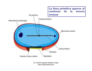 La línea primitiva aparece al
                   comienzo de la tercera
                   semana




Dr. Carlos Augusto Azañero Inope
      www.carlosvirtual.com
 