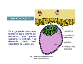 TROFOBLASTO




Es un grupo de células que
forman la capa externa del
blastocito,   que    provee
nutrientes al embrión y se
desarrolla    como     parte
importante de la placenta.




                      Dr. Carlos Augusto Azañero Inope
                            www.carlosvirtual.com
 