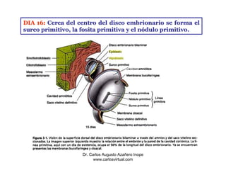 DIA 16: Cerca del centro del disco embrionario se forma el
surco primitivo, la fosita primitiva y el nódulo primitivo.




                   Dr. Carlos Augusto Azañero Inope
                         www.carlosvirtual.com
 