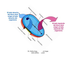 El lado derecho
 del disco dará
 origen al lado
  derecho del
   organismo

                                                     El lado izquierdo
                                                      del disco dará
                                                      origen al lado
                                                       izquierdo del
                                                         organismo




                  Dr. Carlos Augusto Azañero Inope
                        www.carlosvirtual.com
 