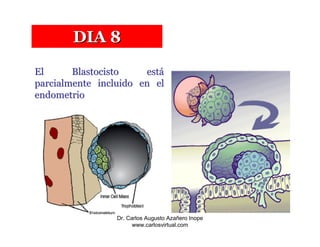 DIA 8

El      Blastocisto    está
parcialmente incluido en el
endometrio




                 Dr. Carlos Augusto Azañero Inope
                       www.carlosvirtual.com
 