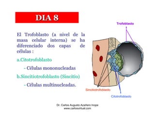 DIA 8
                                                                    Trofoblasto


El Trofoblasto (a nivel de la
masa celular interna) se ha
diferenciado dos capas     de
células :
a.Citotrofoblasto
   - Células mononucleadas
b.Sincitiotrofoblasto (Sincitio)
   - Células multinucleadas.
                                          Sincitiotrofoblasto

                                                                Citotrofoblasto

                    Dr. Carlos Augusto Azañero Inope
                          www.carlosvirtual.com
 