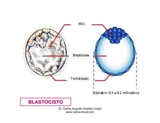BLASTOCISTO
         Dr. Carlos Augusto Azañero Inope
               www.carlosvirtual.com
 