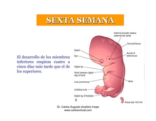 4a - 8a Semana Embrionaria