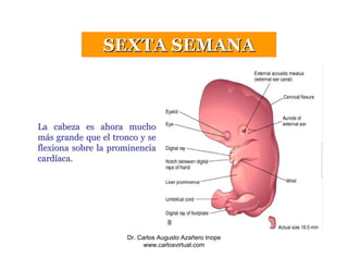 4a - 8a Semana Embrionaria