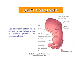 4a - 8a Semana Embrionaria