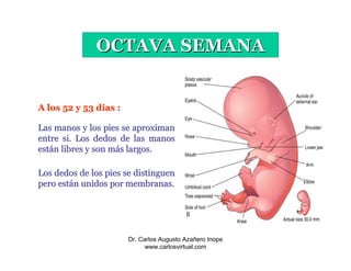 4a - 8a Semana Embrionaria