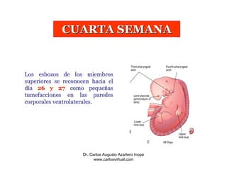 4a - 8a Semana Embrionaria