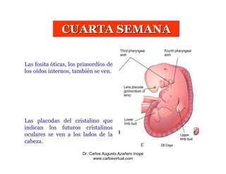 4a - 8a Semana Embrionaria