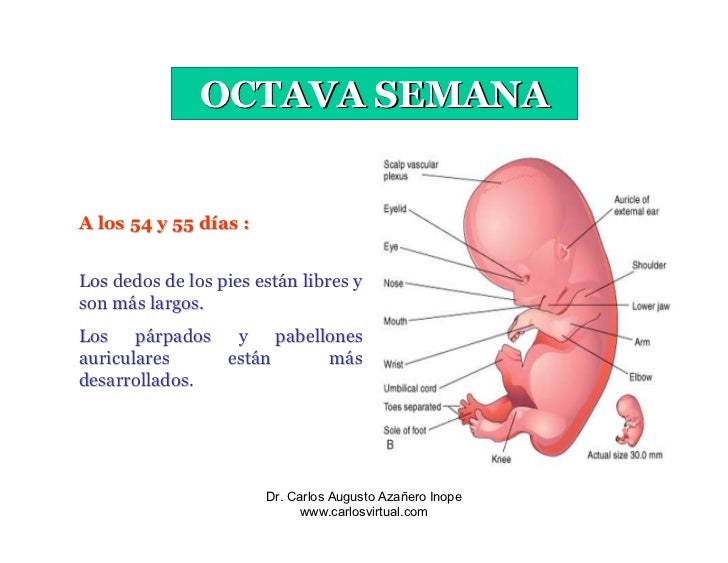 4a - 8a Semana Embrionaria