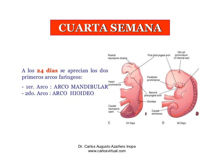 Resultado de imagen para cuarta semana de embarazo embriologia