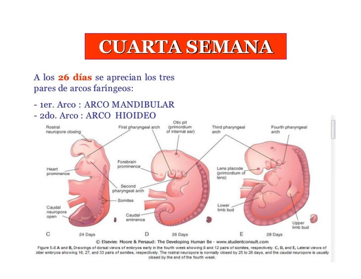 Resultado de imagen para cuarta semana del desarrollo embrionario